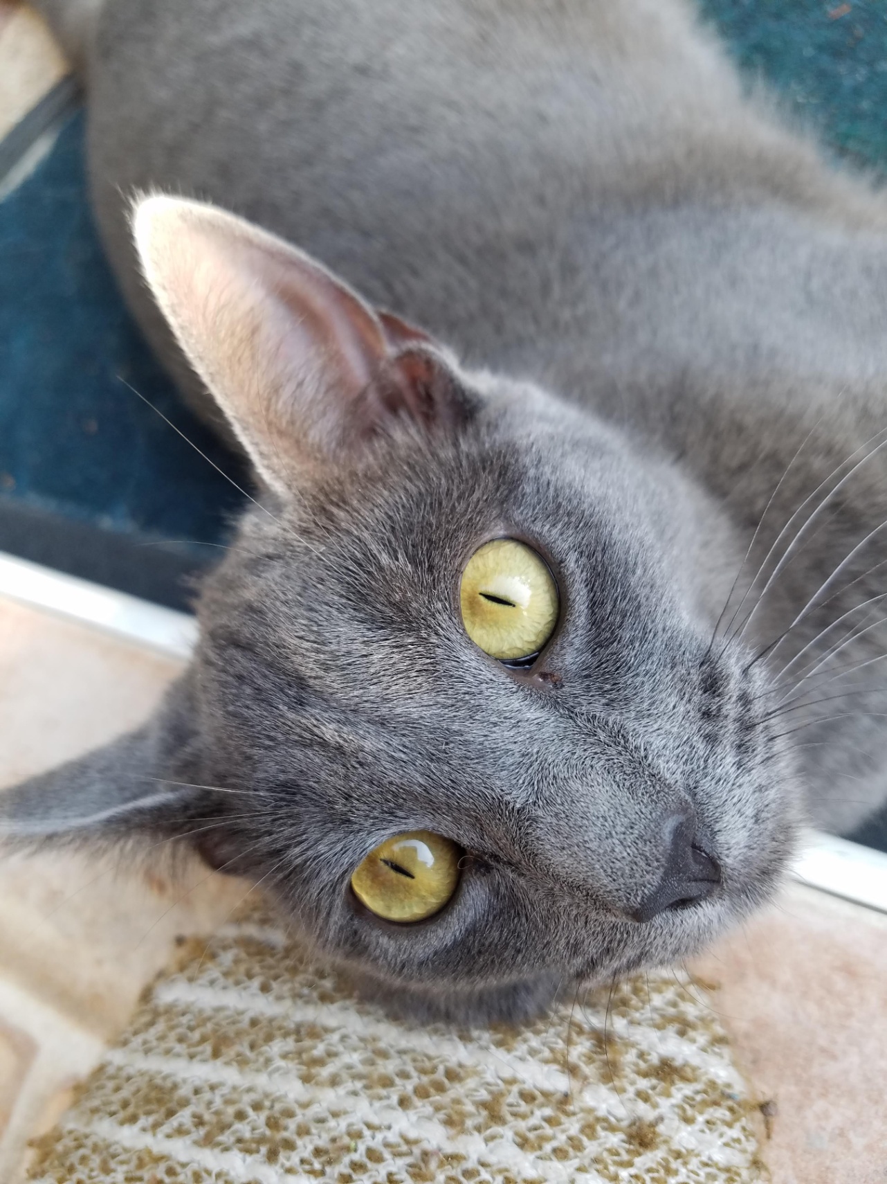 muerte muerte muerte muerte muerte muerte muerte muerto yo muerto en la muerte.