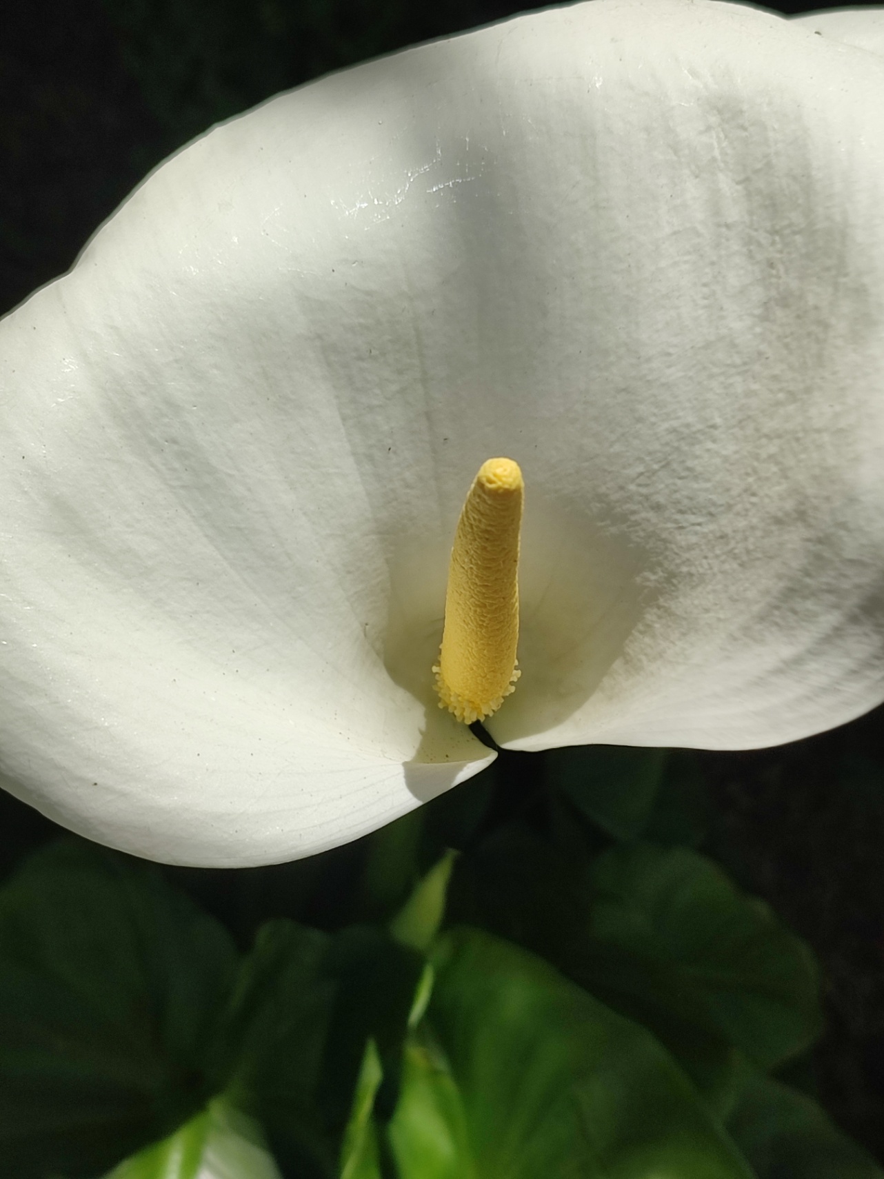 hace tiempo no escribo