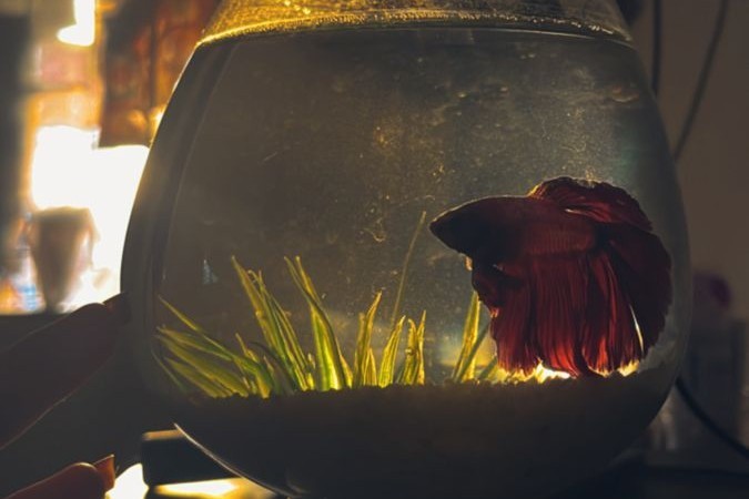 Adiós... Sin rencor