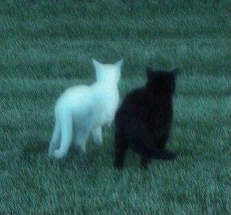 11 11