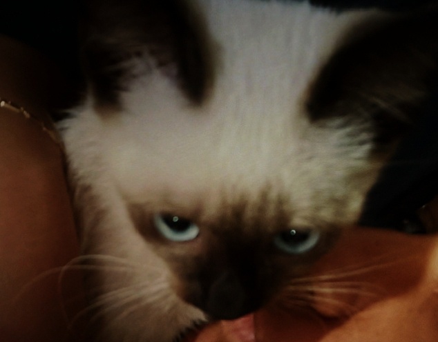 Briz
