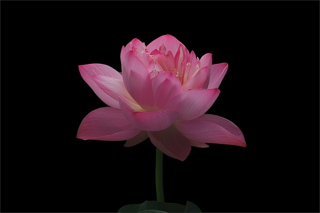primaveral