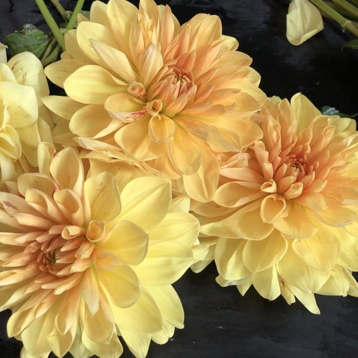 Flore de ambar