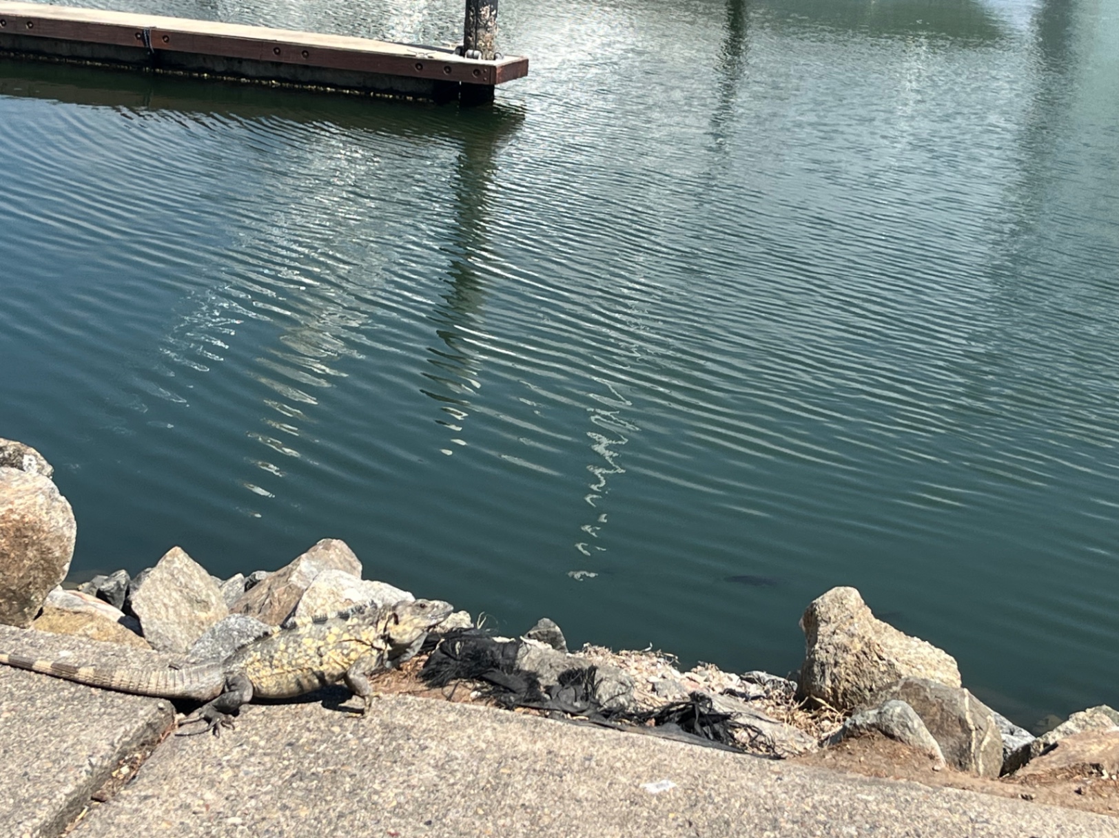 ver al cielo brillar 