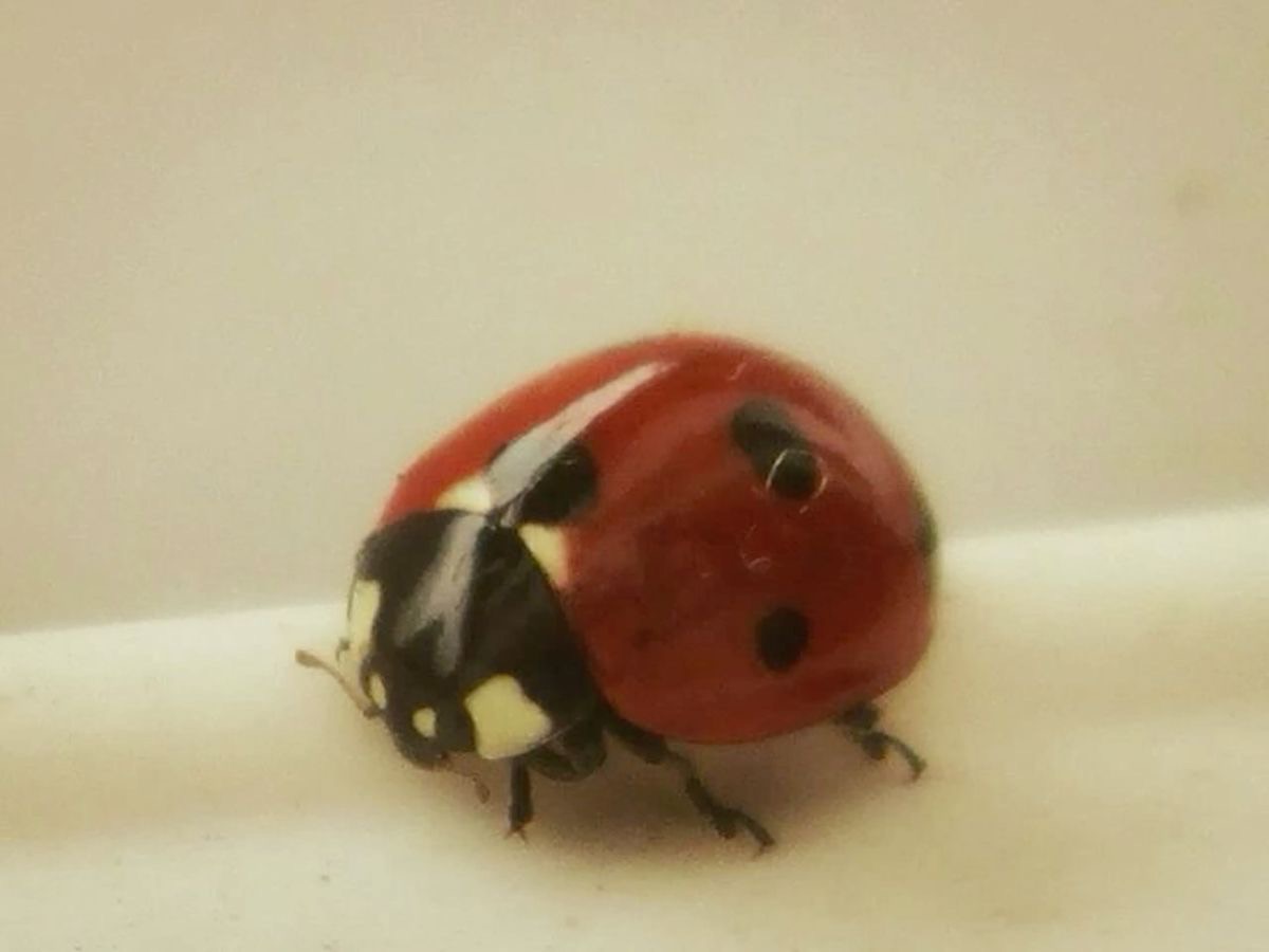 Perdona