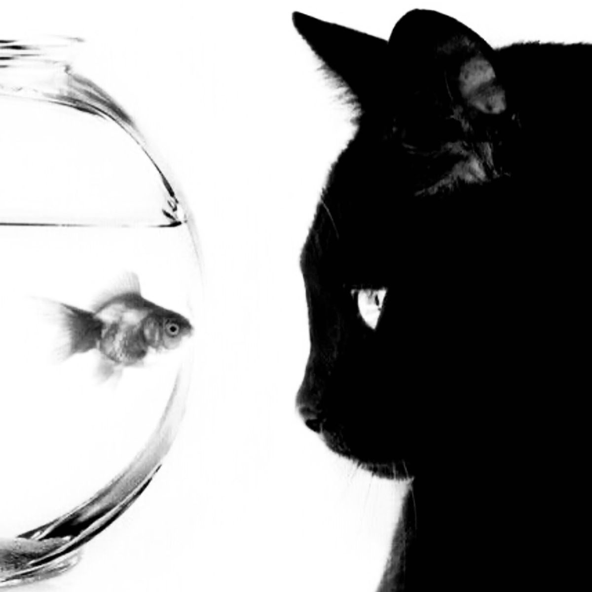 profile img Leidy Ayala profile img