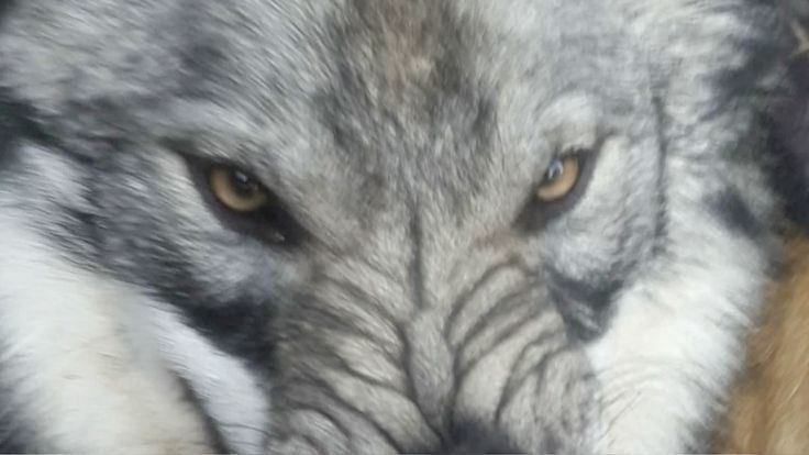 colmillos desafilados 