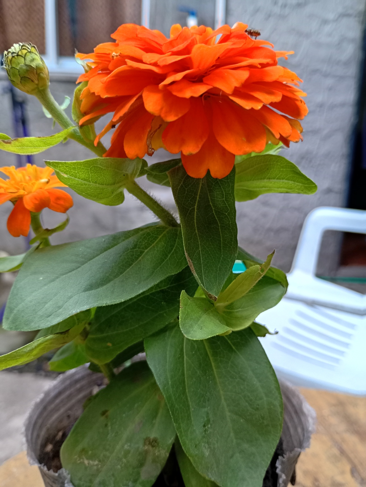 ¿En qué es ella distinta a mí?