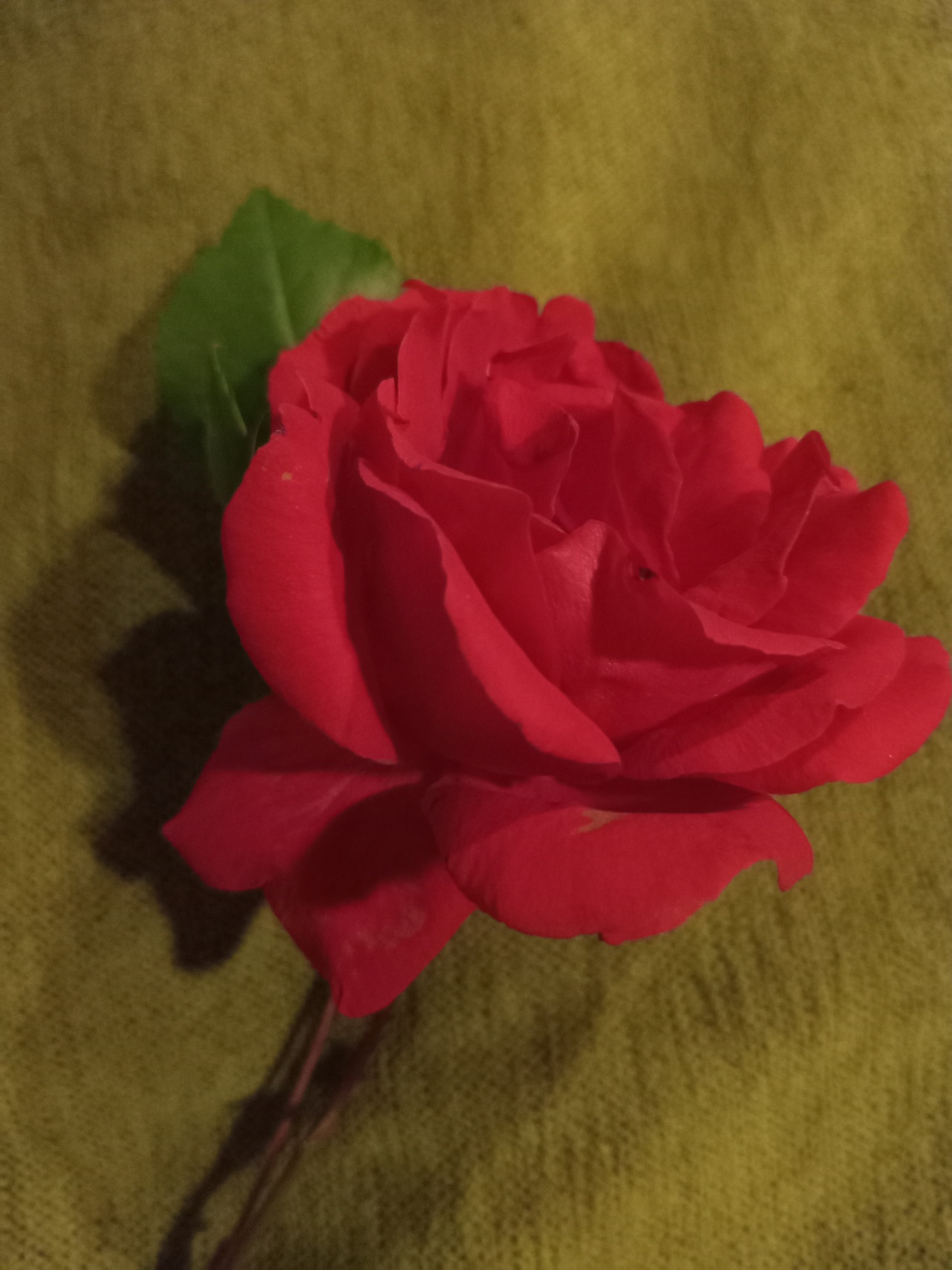 Rosas