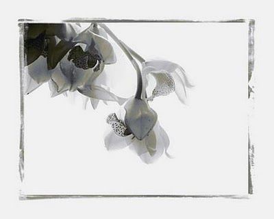 Luna llena de orquídea