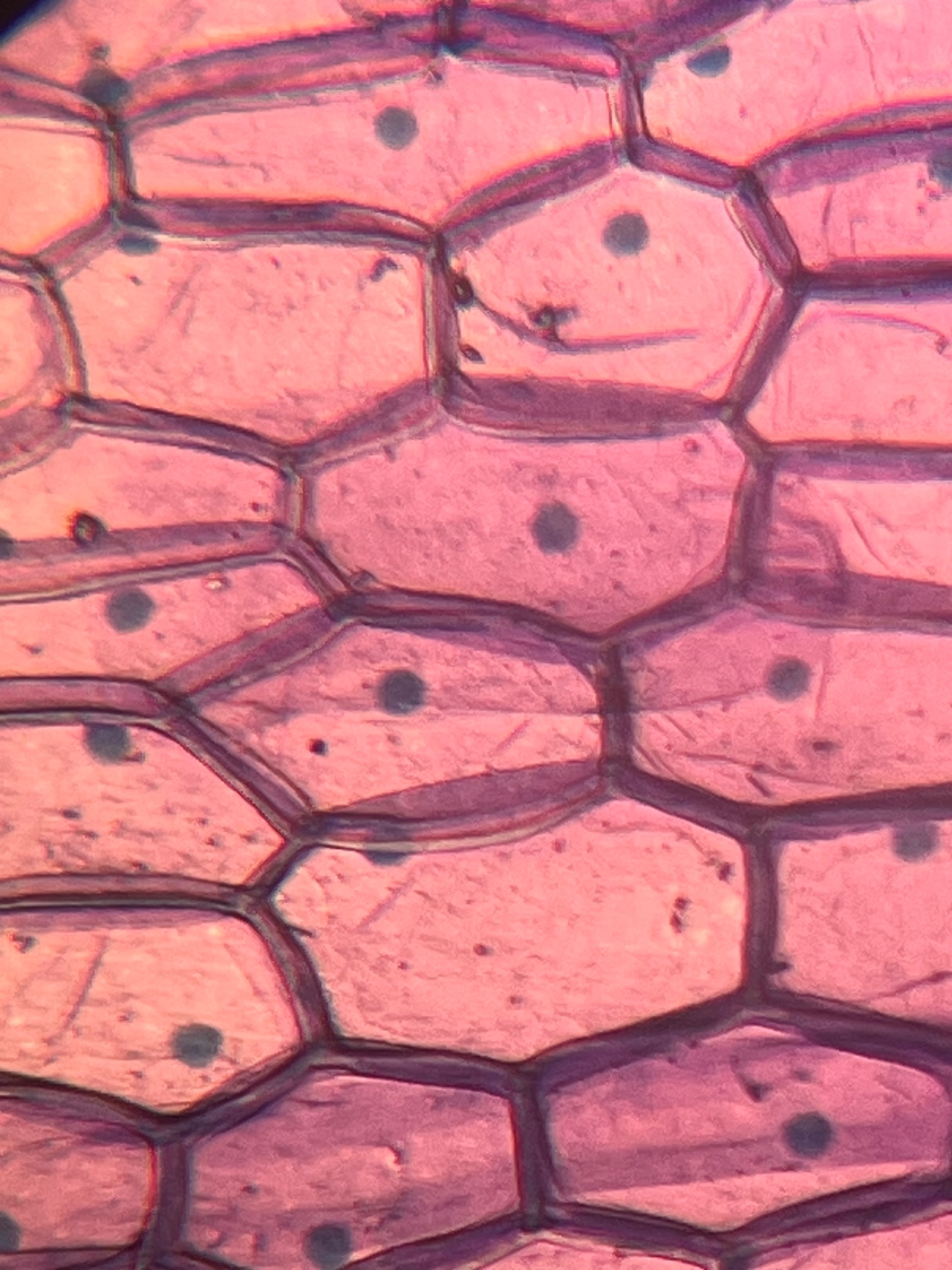 Las conexiones doradas