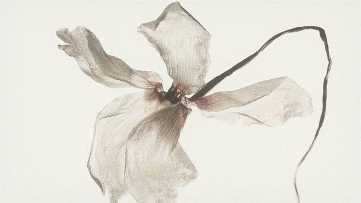 Bala del Sueño Roto. 