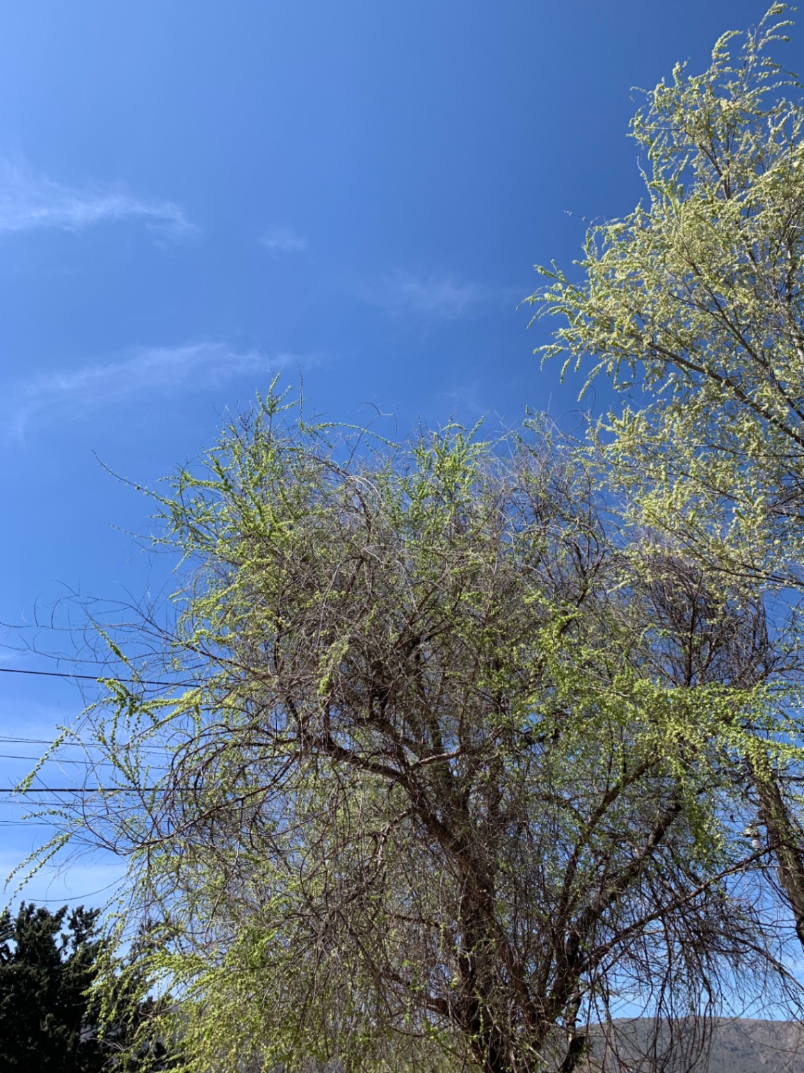 El salto que nunca es