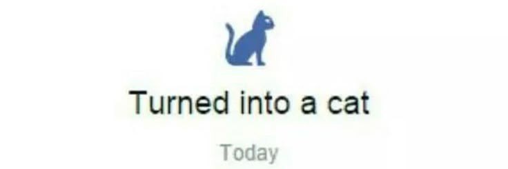 Cat cover img