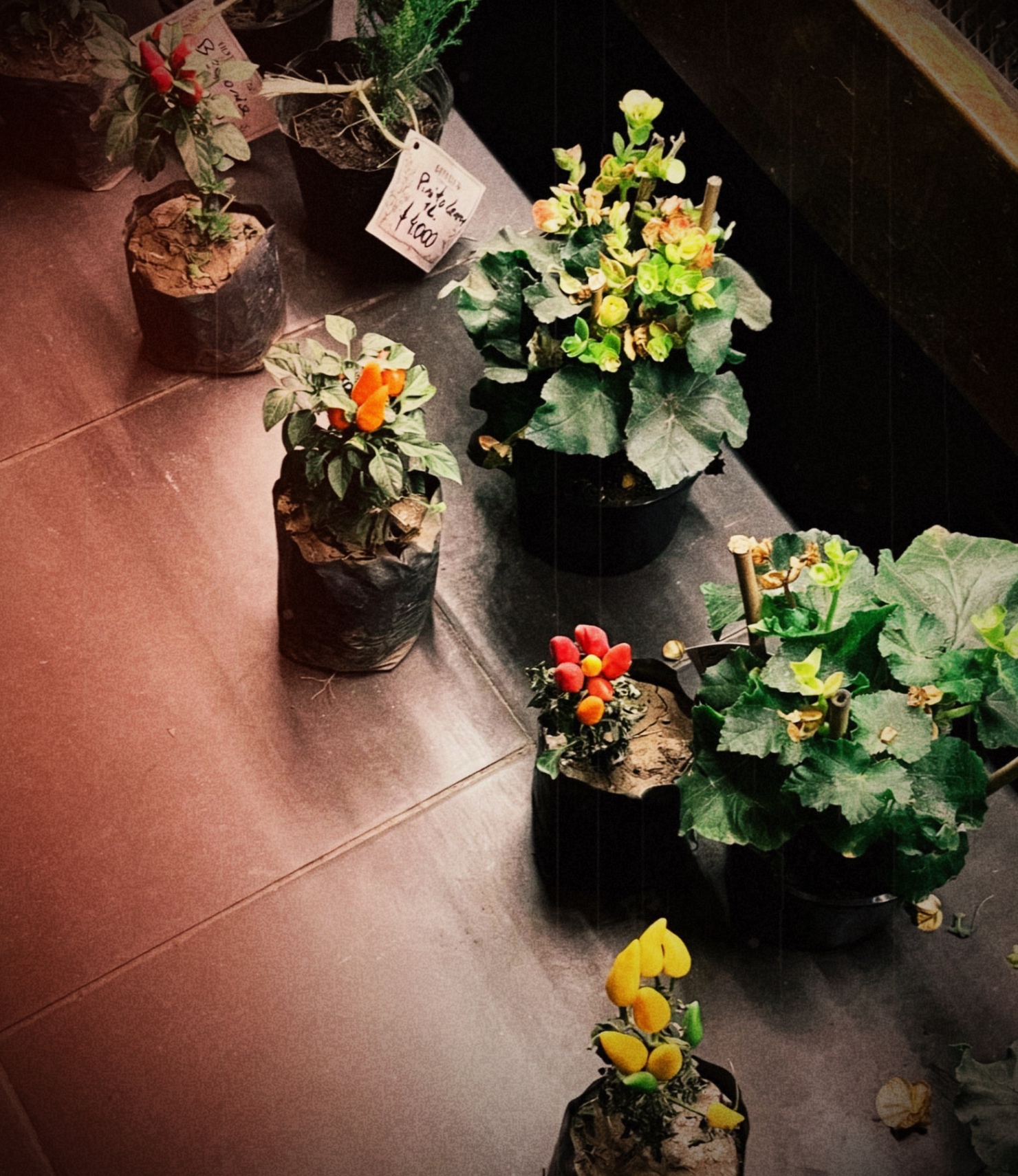 bodas de madera