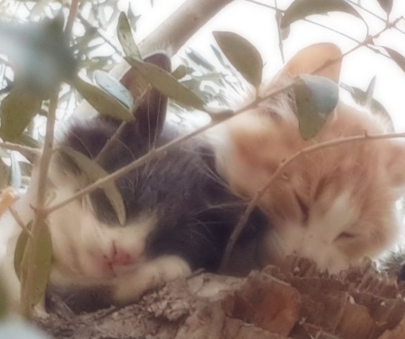 Sueños que pasaron