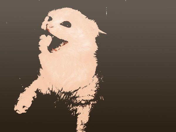 Metamorfosis de un Gato.