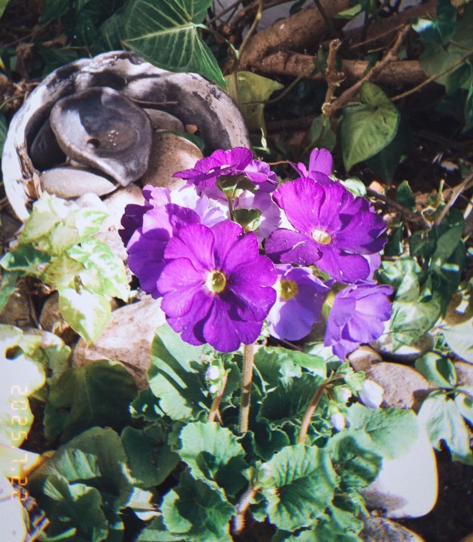 La flor violeta