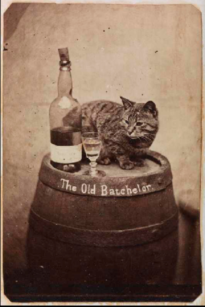 Al gato.