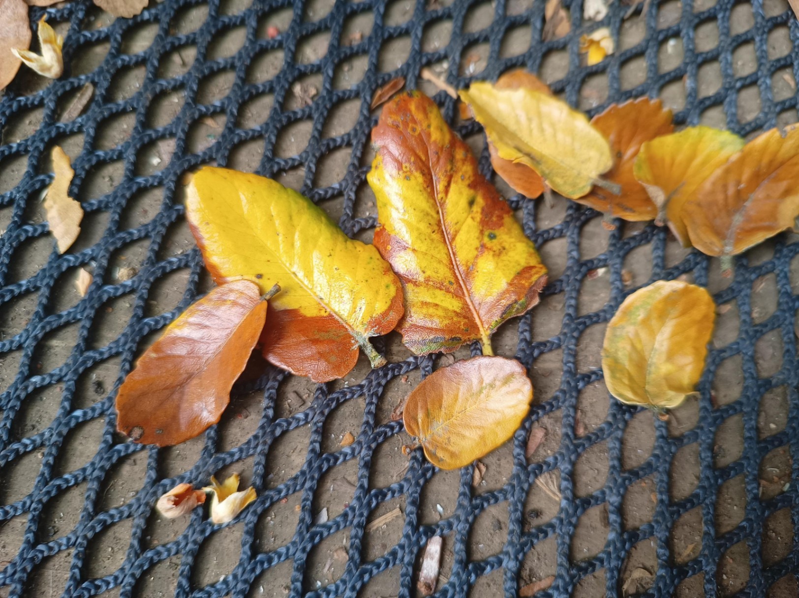 Sarai Ayelen cover img