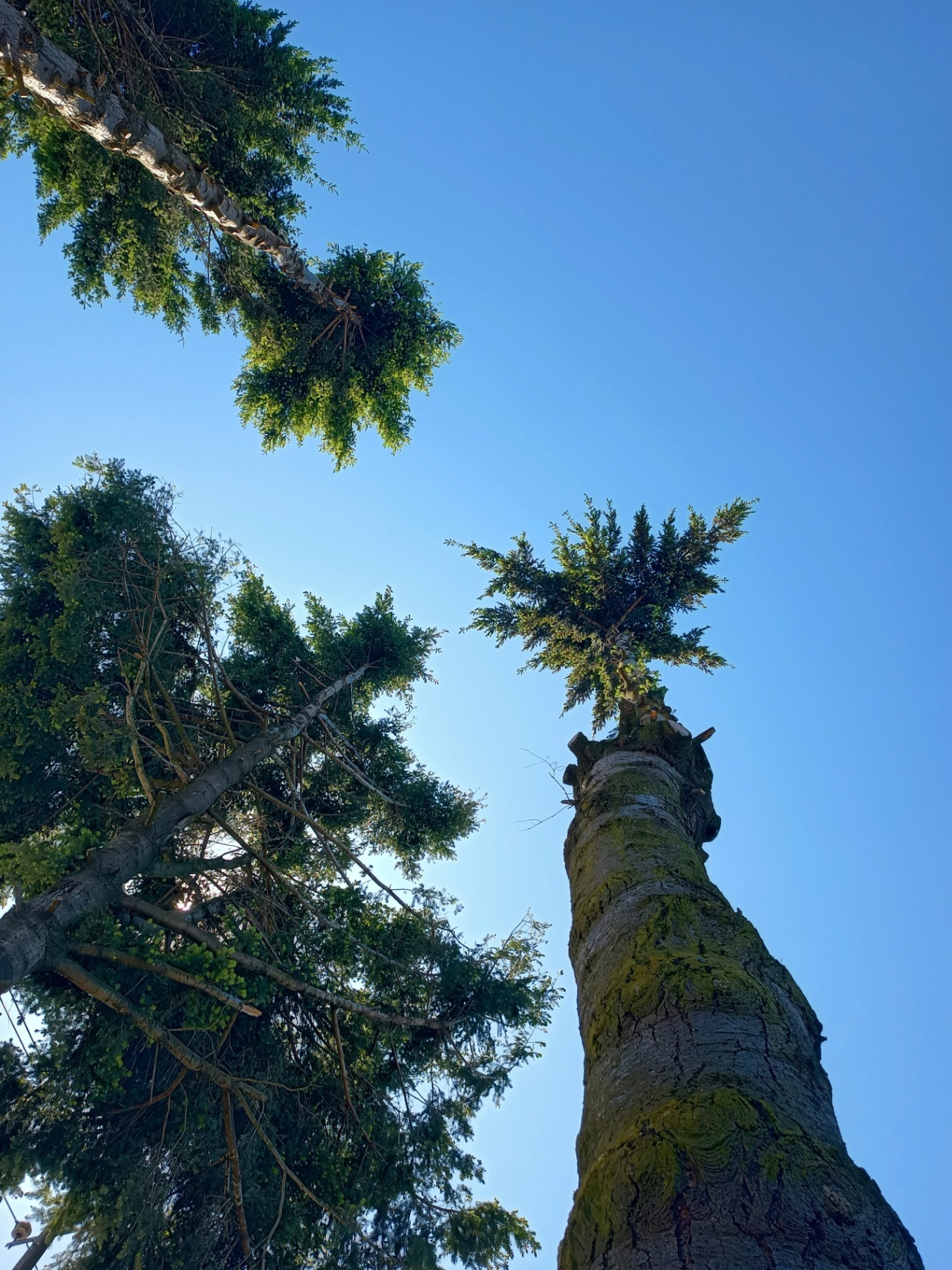    El vals de los árboles como incentivo para la vida 