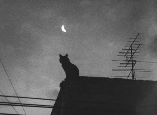 Mi gato y luna
