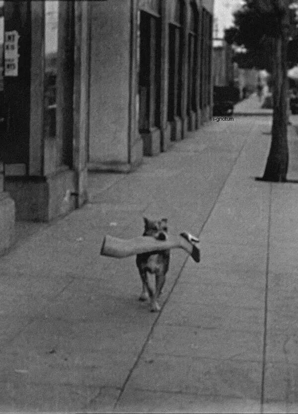 los perros y los gatos