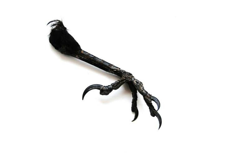 ¿Cómo matar a un Mirlo? 