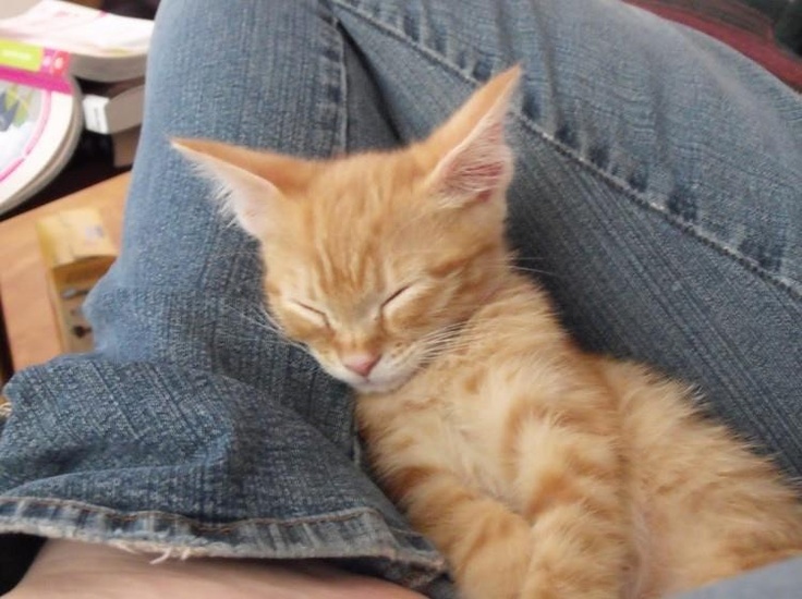 cartografía de lo indecible cover img