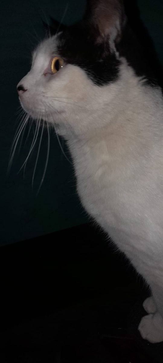 Sebastian
