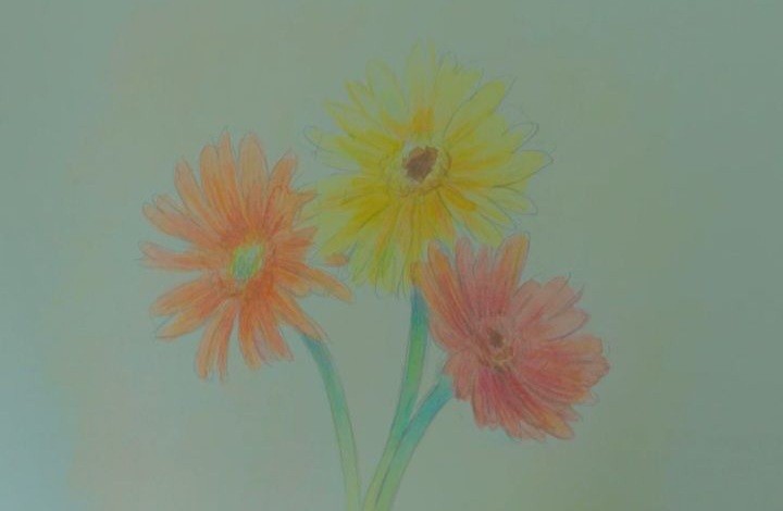 gerberas 