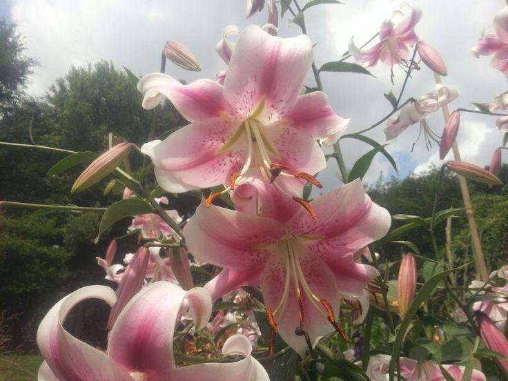 Sos mi flor favorita. 