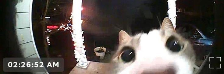 jua ₍ᐢ. .ᐢ₎ cover img