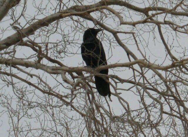 El engendro de Frankenstein