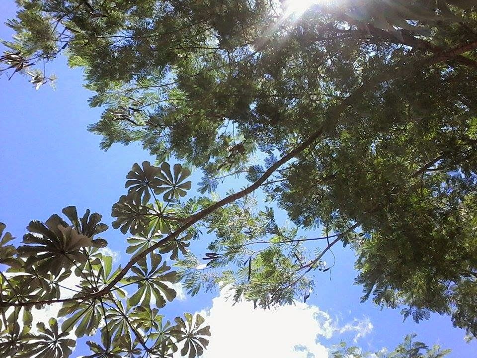 Mis últimas cuatro cucharaditas de té