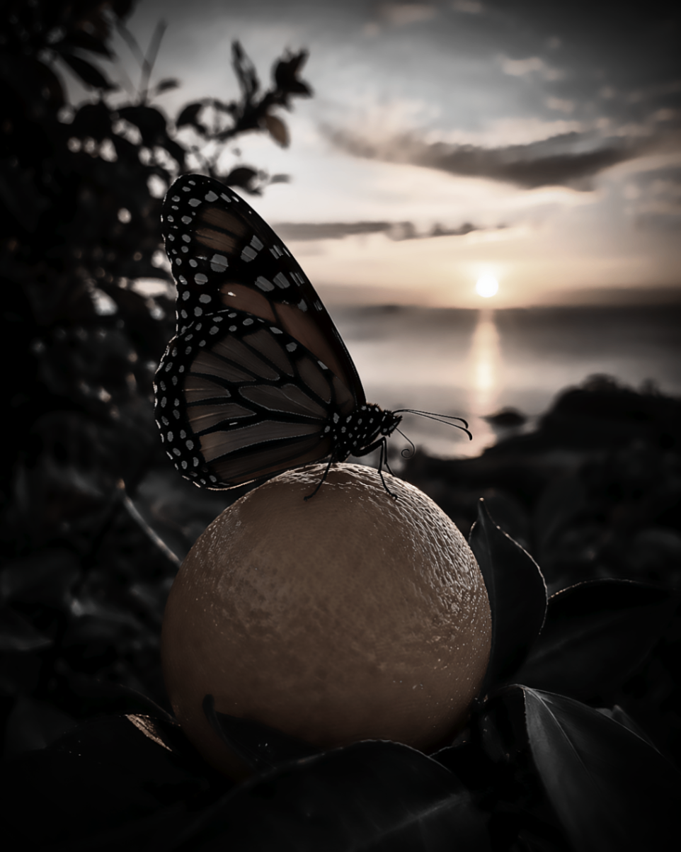 Mariposa monarca posada sobre una naranja