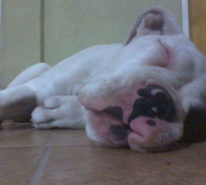 Josefina