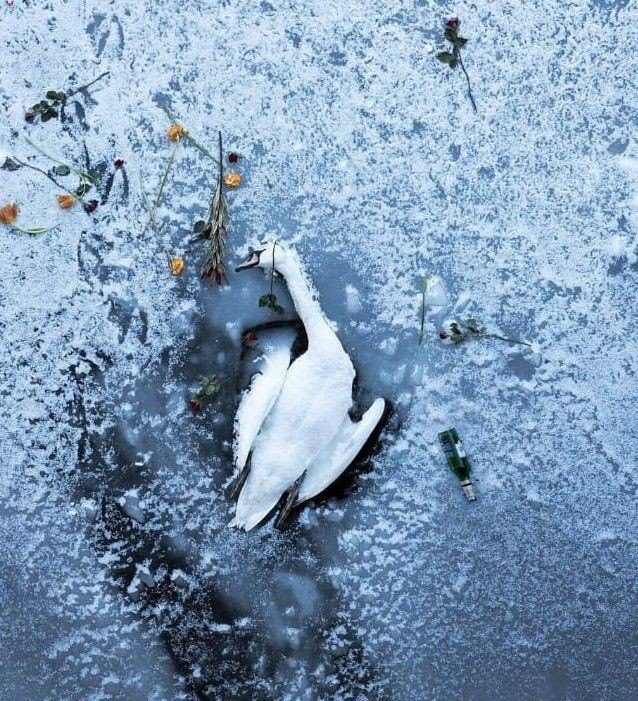 El Cisne y el pato