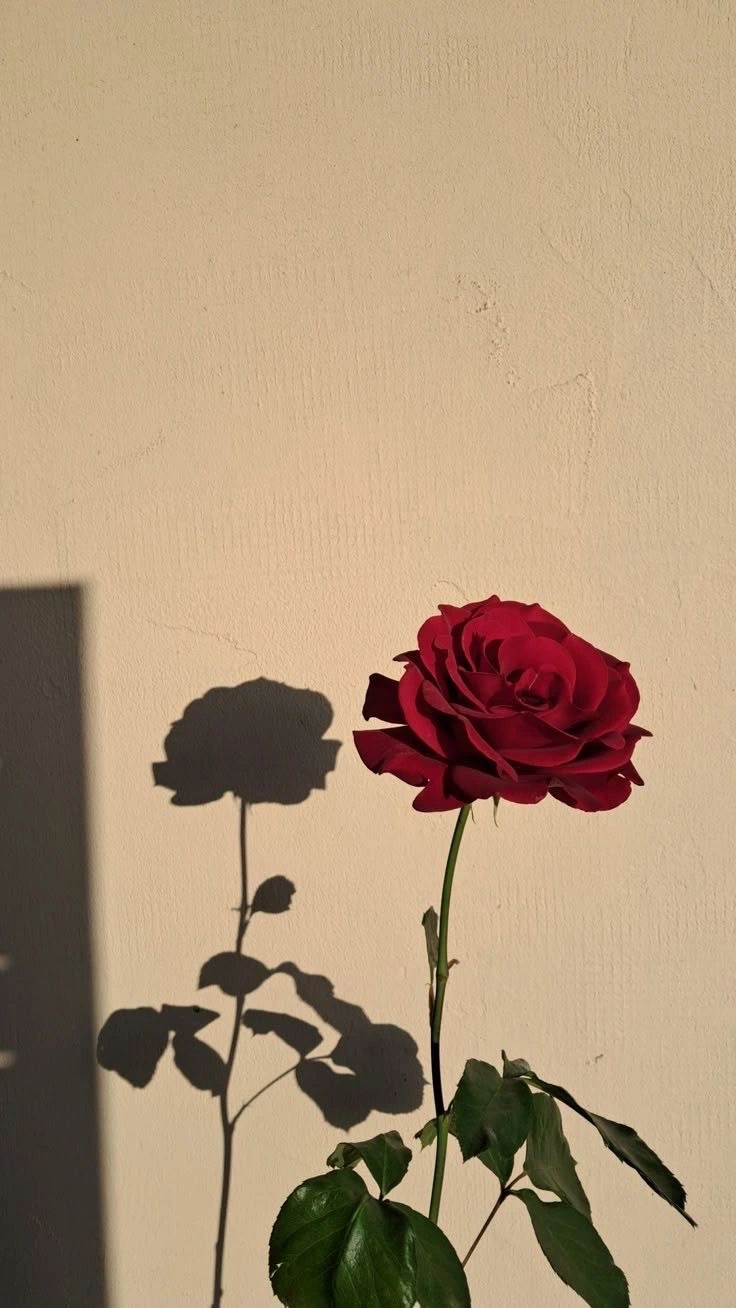 Del amor y sus ciclos