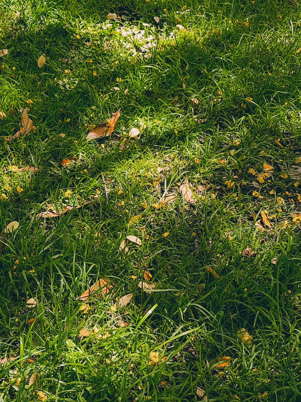 apareces y desapareces