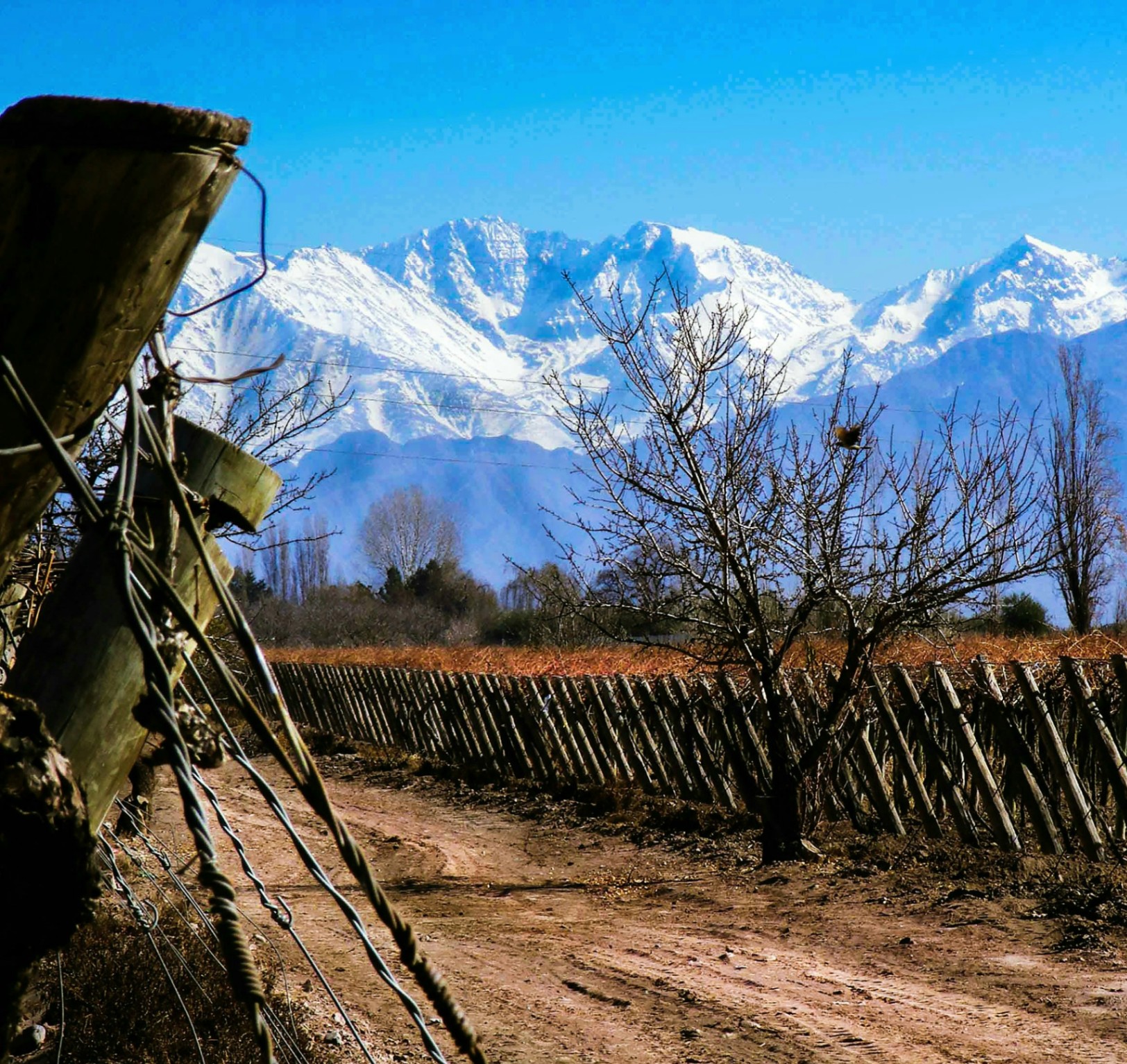 Ruta del Vino en Mendoza: ¿Cuáles son las mejores bodegas?