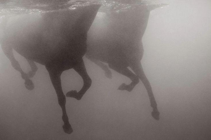 Un jardin en cenizas