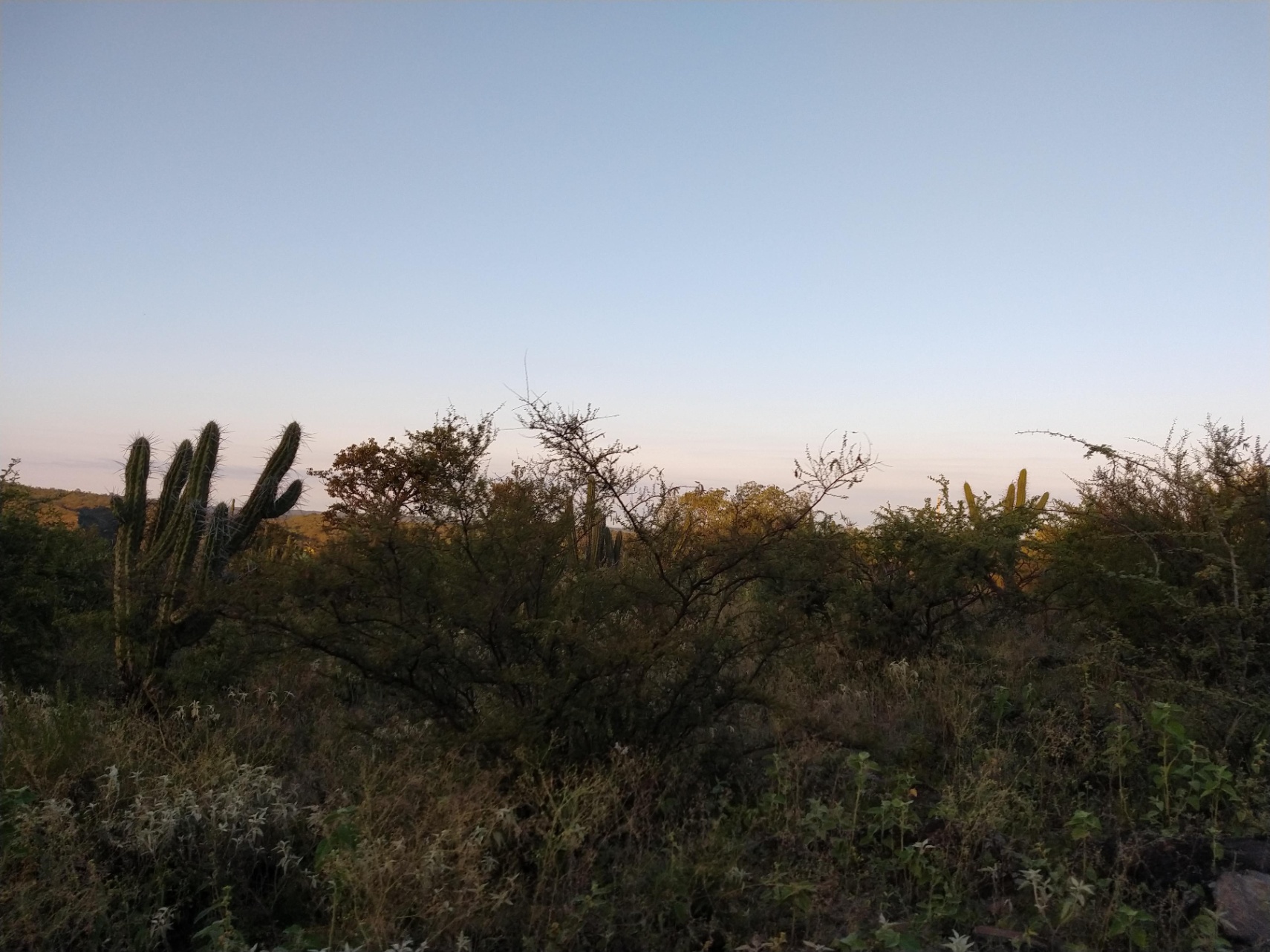 Las espinas se quitan de una en una
