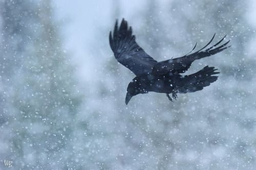 Pájaro del invierno.