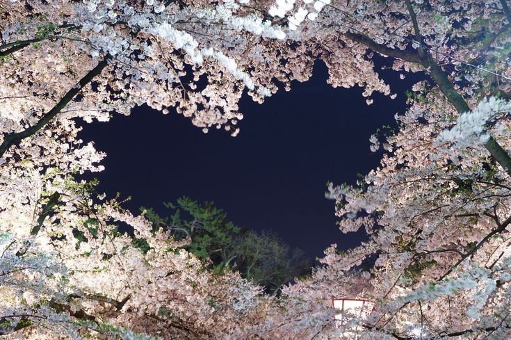 jardín de estrellas. cover img