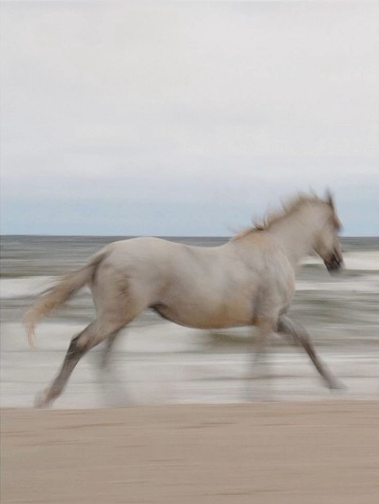 El caballo que va ciego