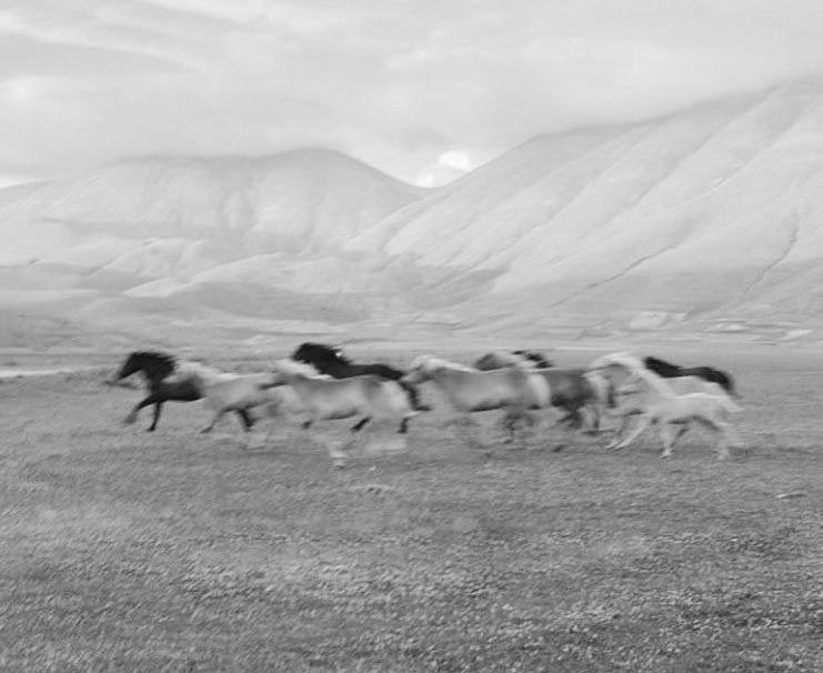 Cuarenta Caballos