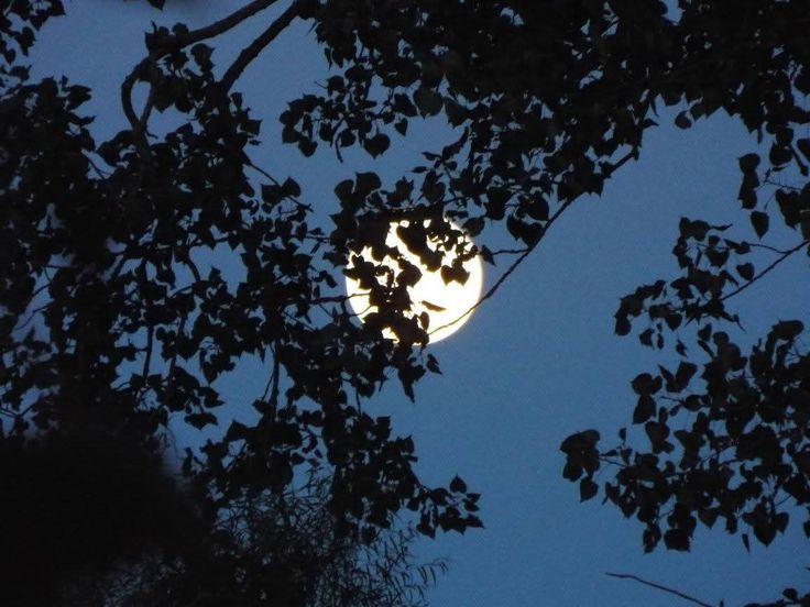 un árbol alto como vos