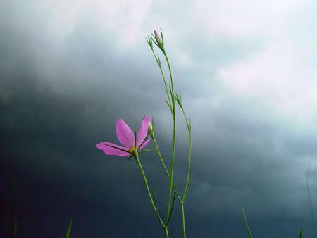 Tu flor se marcha🌸