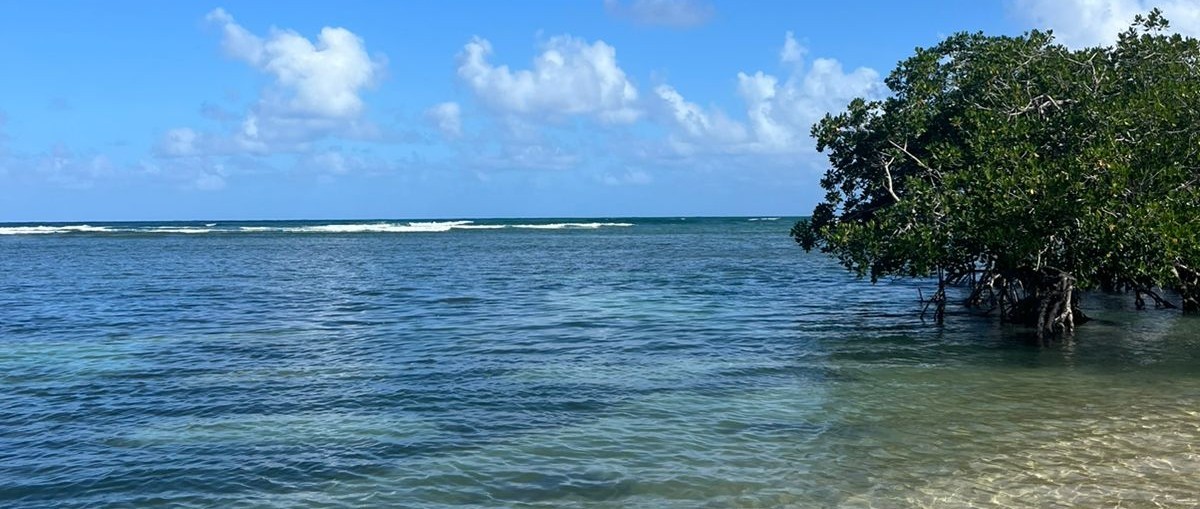 Lupe Valot cover img